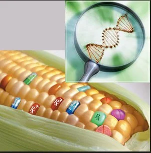Transgénicos: por qué son nocivos para nuestra salud