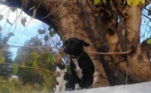 Día de los animales: por una humanidad consciente